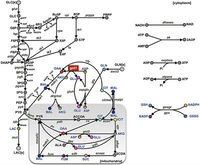 Computational Model Predicts the Effects of Targeting Cellular Metabolism in Pancreatic Cancer